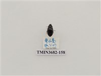 藏品(鞘翅目(2))的圖片